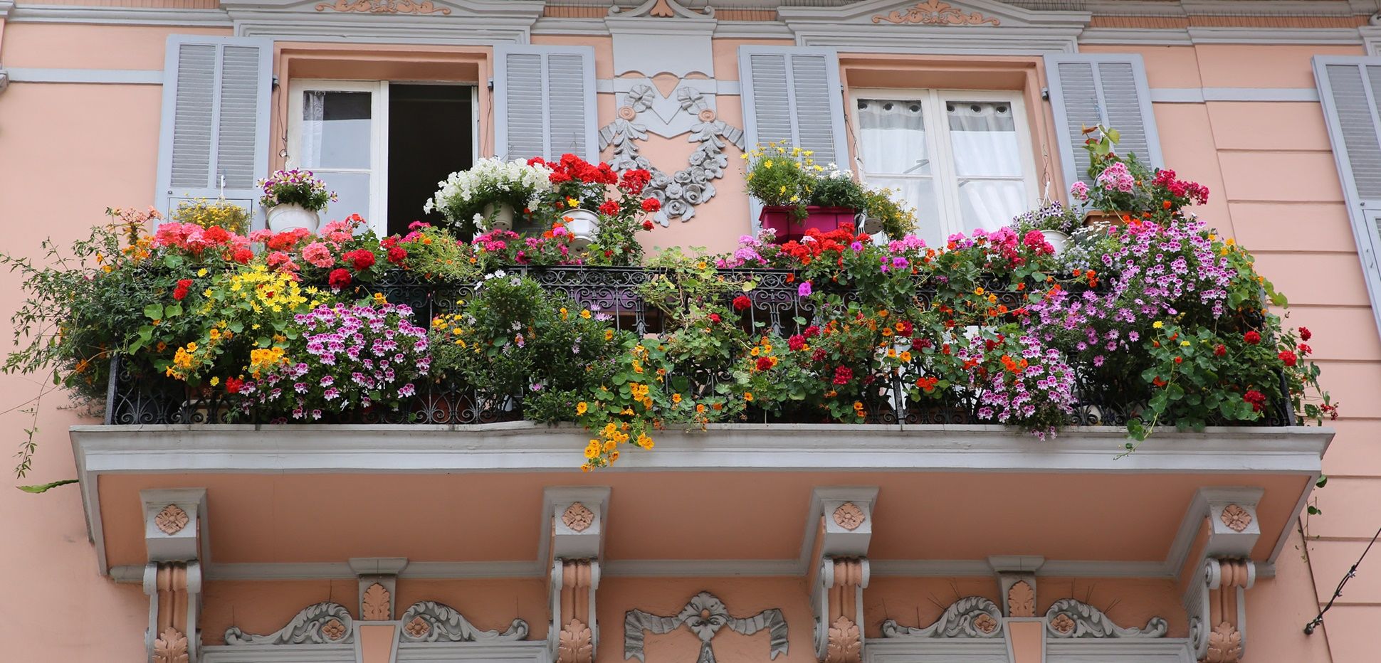 Kletterpflanzen Für Den Balkon → Lesen Mehr Zu 10 Exemplaren