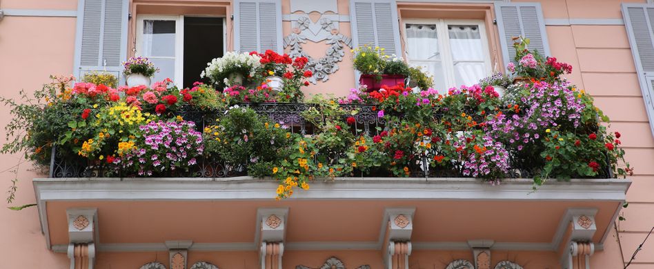 Kletterpflanzen für den Balkon: 10 grüne & blühende Exemplare