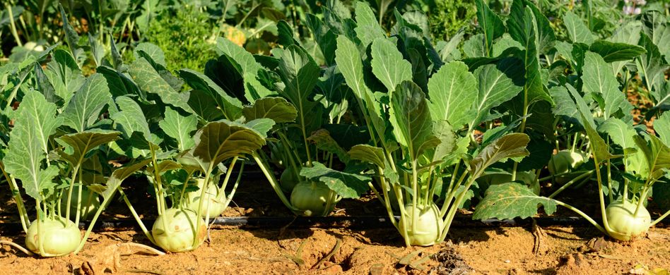 Kohlrabi pflanzen: So bauen Sie das schnell wachsende Gemüse an