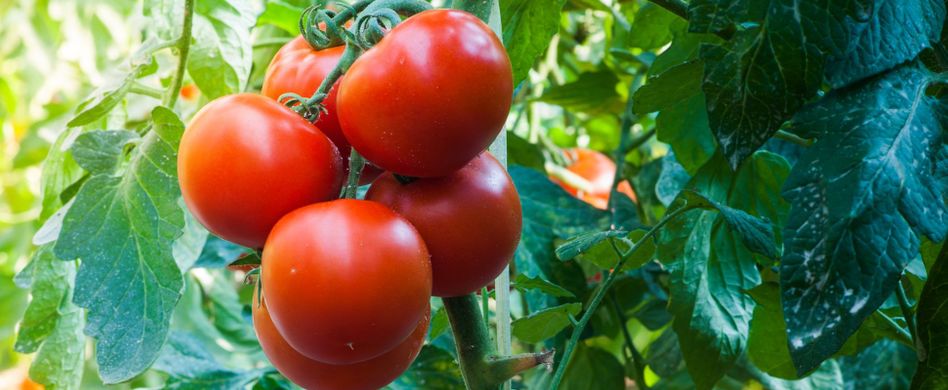 Kraut- und Braunfäule bei Tomaten vorbeugen: Wichtige Tipps