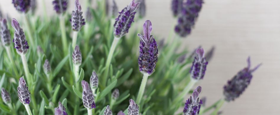 Lavendel schneiden: So bewahren Sie die Blütenpracht