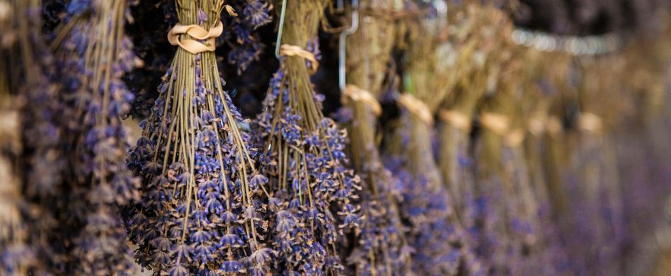 Lavendel trocknen und verwenden: Tipps zur vielseitigen Pflanze