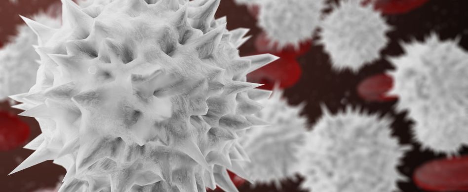 Leukozyten: Aufgaben und Referenzwerte der weißen Blutkörperchen