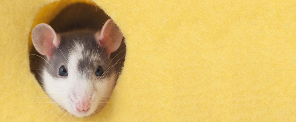 Mäuse vertreiben: 7 tierfreundliche Hausmittel