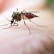 Malaria: Ursachen und Symptome der Tropenkrankheit