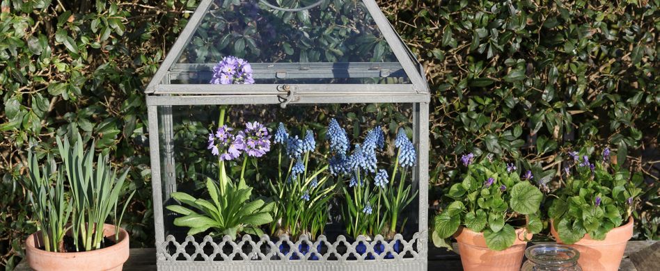 Mini-Gewächshaus für den Balkon: Tipps zur Bepflanzung