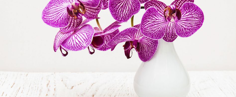 Mit Orchideen dekorieren: So setzen Sie die Blumen in Szene