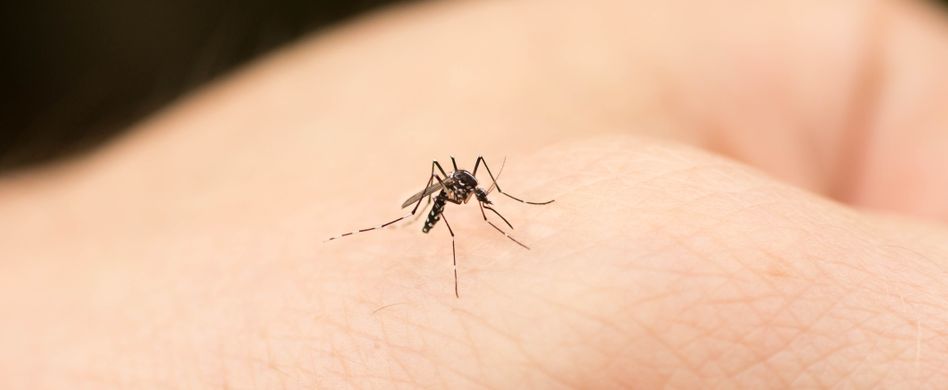 Mückenplage: Warum bekommen manche Menschen mehr Mückenstiche als andere?