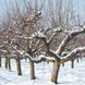 Obstbäume vor Frost schützen: So kommen sie gut durch den Winter