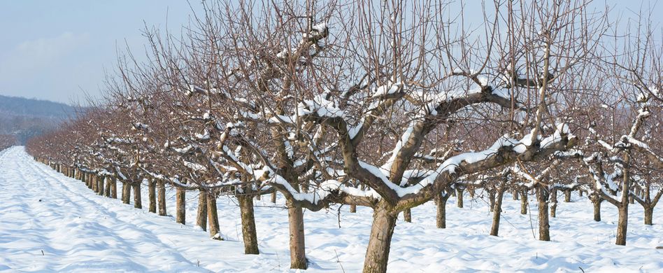Obstbäume vor Frost schützen: So kommen sie gut durch den Winter