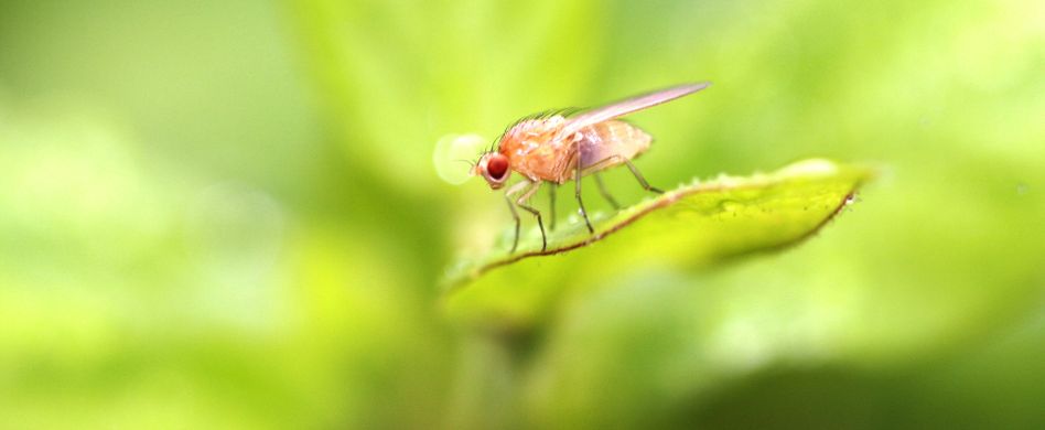 Obstfliegen bekämpfen: 3 Tipps gegen die Insekten