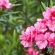Oleander überwintern: Draußen oder drinnen? So überlebt der Rosenlorbeer