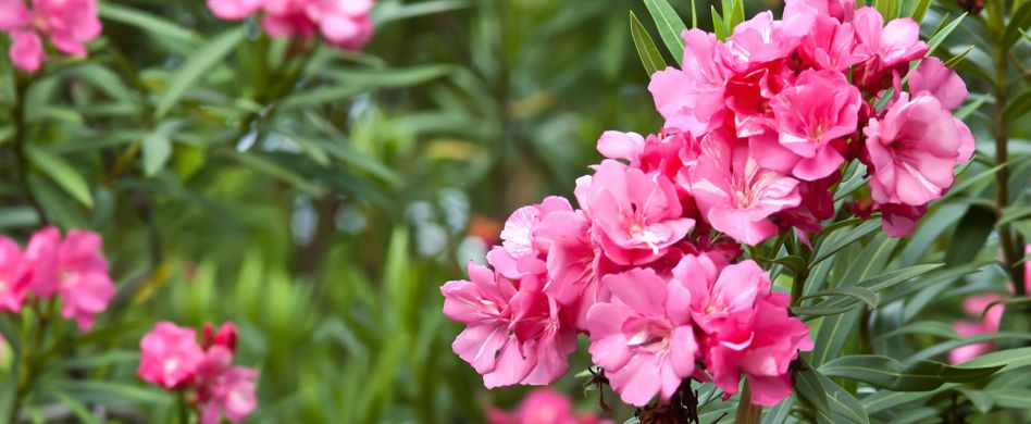Oleander überwintern: Draußen oder drinnen? So überlebt der Rosenlorbeer