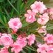 Oleander vermehren: Anleitung für verschiedene Methoden