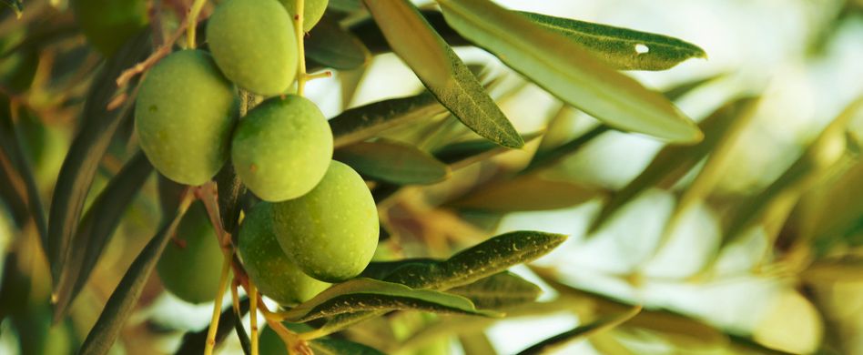 Olivenbaum auf dem Balkon: 5 Pflegetipps für das Bäumchen im Topf