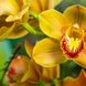 Orchideen düngen und gießen: Tipps zur Pflege