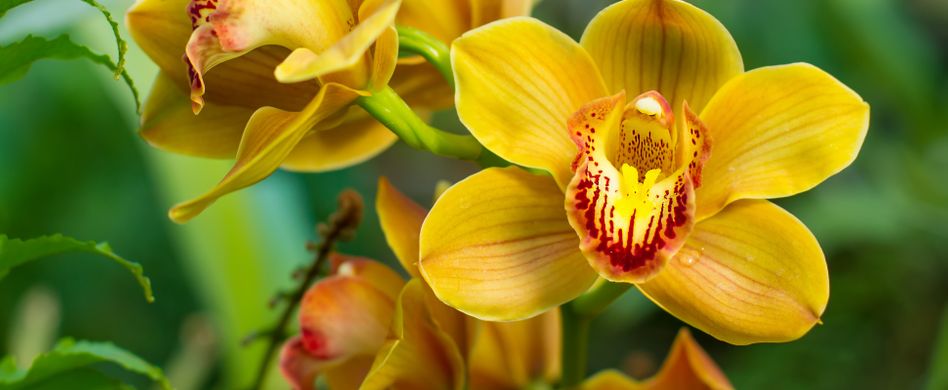 Orchideen düngen und gießen: Tipps zur Pflege
