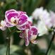 Orchideen: Krankheiten und Schädlinge bekämpfen