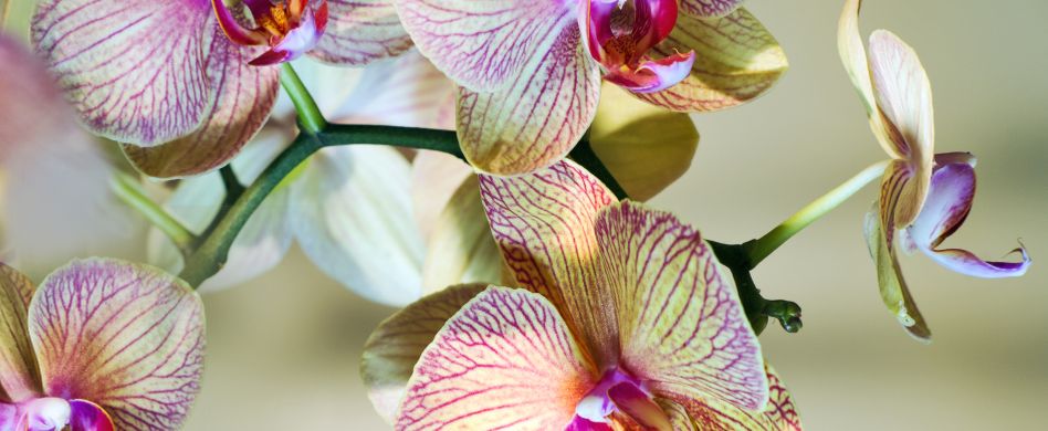 Orchideen pflegen: Mit dieser Pflege leben die schönen Zierpflanzen länger