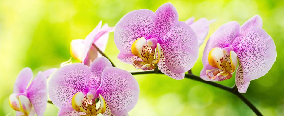 Orchideen schneiden: Nach der Blüte Hand anlegen