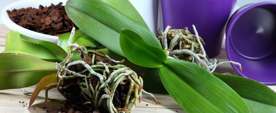 Orchideen umtopfen: Am besten alle zwei bis drei Jahre