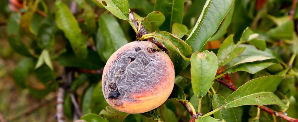 Pfirsichbaum Krankheiten und Schädlinge erkennen und behandeln