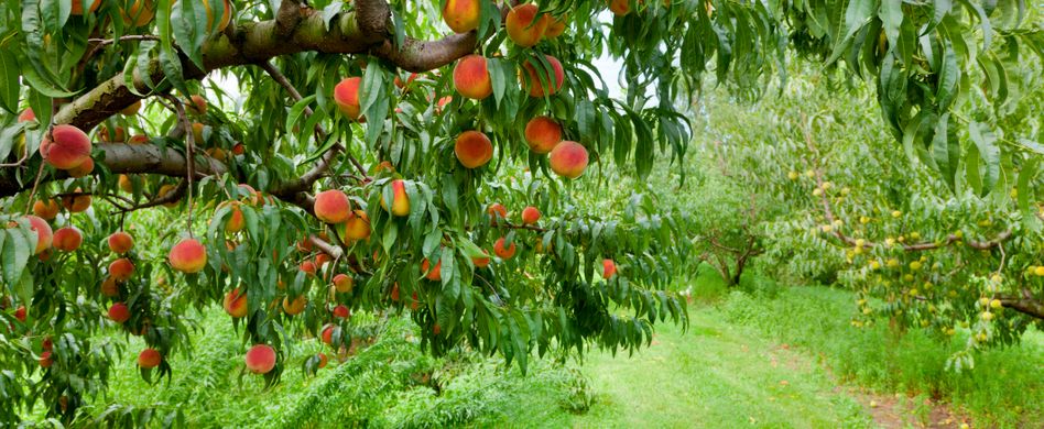 Pfirsichbaum pflanzen: Darum ist der richtige Standort so wichtig