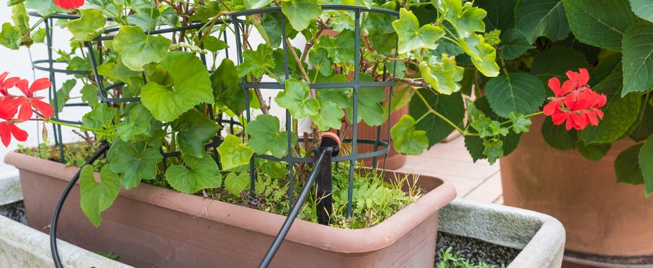 Pflanzenbewässerung auf dem Balkon: Diese Möglichkeiten haben Sie