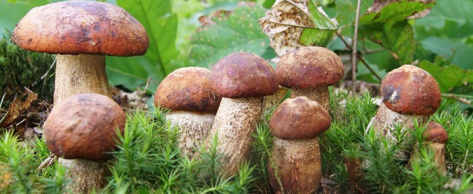 Pilze züchten im Garten: Tipp für die eigene Pilzzucht