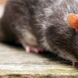 Ratten im Haus: Ratten bekämpfen