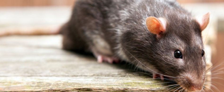 Ratten im Haus: Ratten bekämpfen