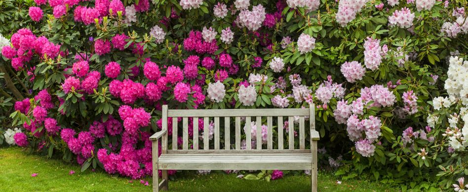 Rhododendron: Krankheiten und Schädlinge bekämpfen