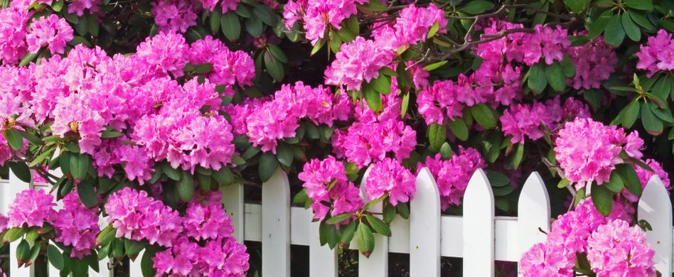 Rhododendron schneiden: Tipps zur Pflege