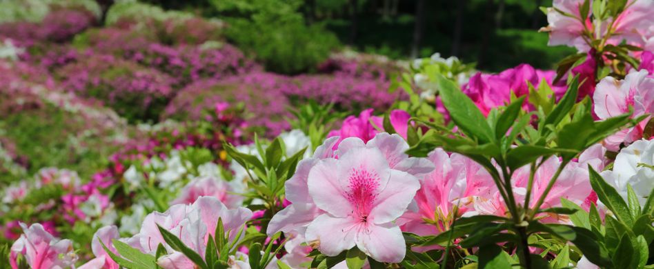 Rhododendron umpflanzen: Wann, wie und wohin – die besten Tipps