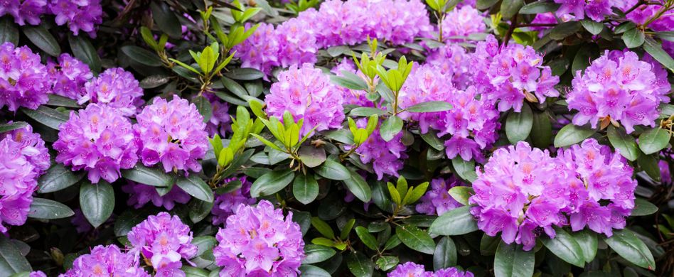 Rhododendron vermehren: Mit Stecklingen zum Erfolg