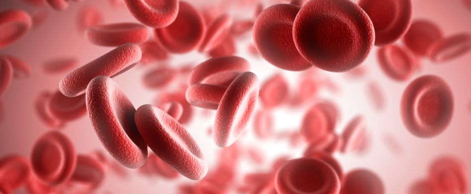 Rote Blutkörperchen (Erythrozyten): Aufgaben und Referenzwerte