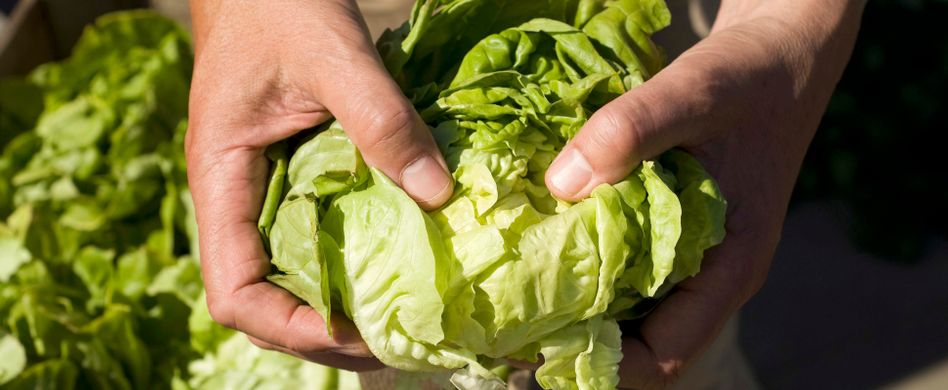 Salat länger frisch halten: Dieser Lifehack ist Gold wert