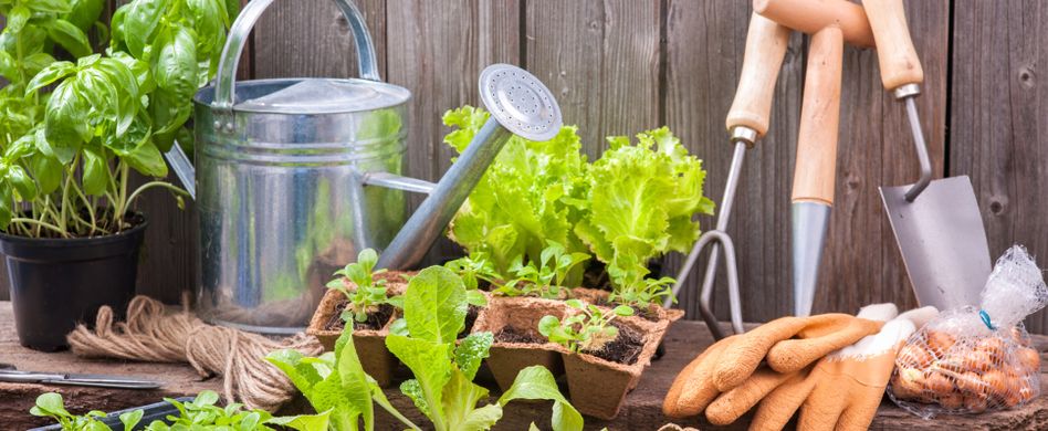 Selbstversorgung aus dem Garten: 6 praktische Anfänger-Tipps