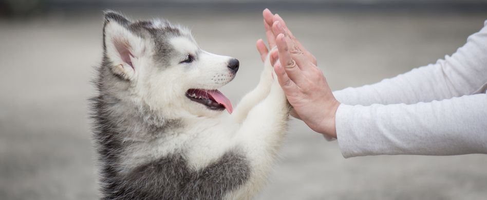 Signale des Vierbeiners richtig deuten: PETA-Expertin gibt Tipps für die gelungene Kommunikation zwischen Hund und Mensch