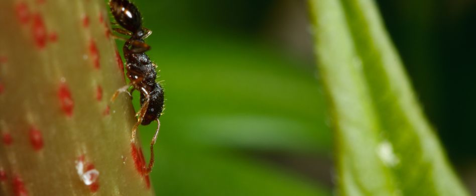 So bekämpfen Sie Ameisen