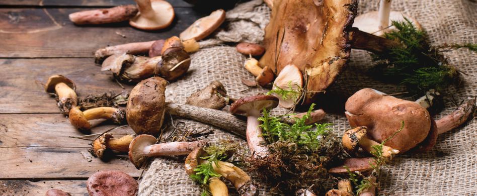 So gesund sind Pilze: 5 Fakten rund um die Delikatesse aus dem Wald