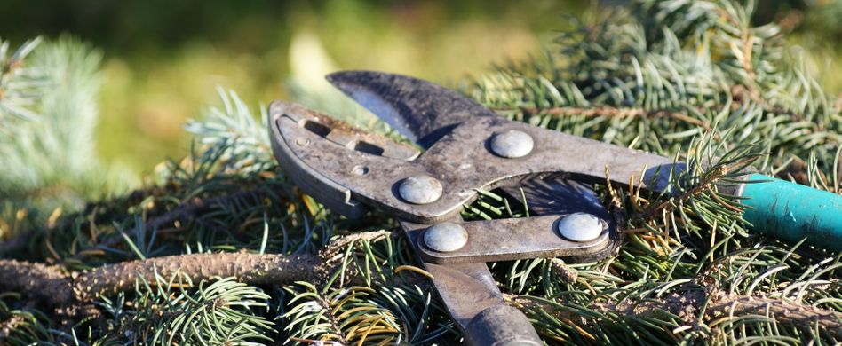 So können Sie Ihren Weihnachtsbaum sinnvoll im Garten nutzen