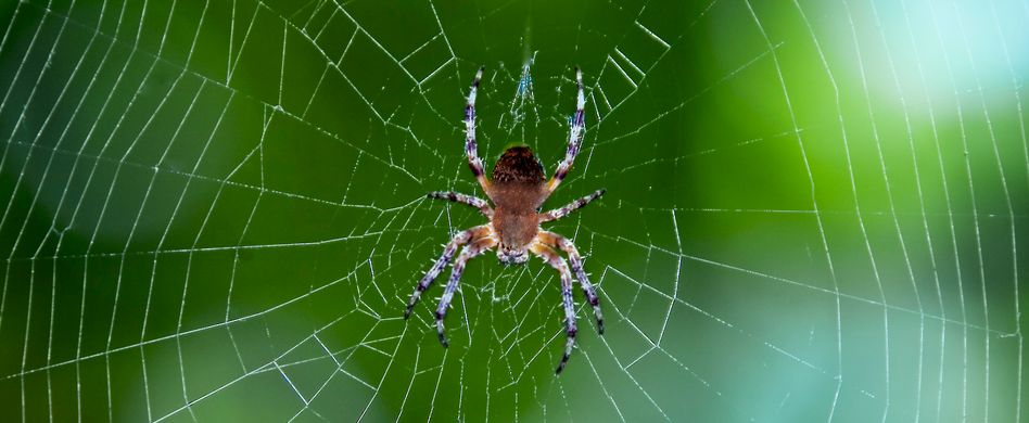 Spinnen im Haus: So werden Sie die Plagegeister los
