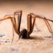 Spinnen vertreiben: 4 Mittel gegen die ungebetenen Gäste