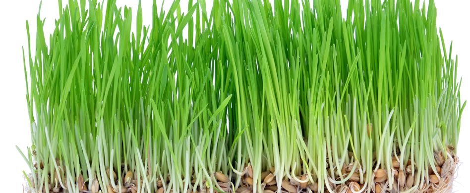 Superfood Weizengras: 4 Fakten, die Sie über die grünen Halme wissen sollten