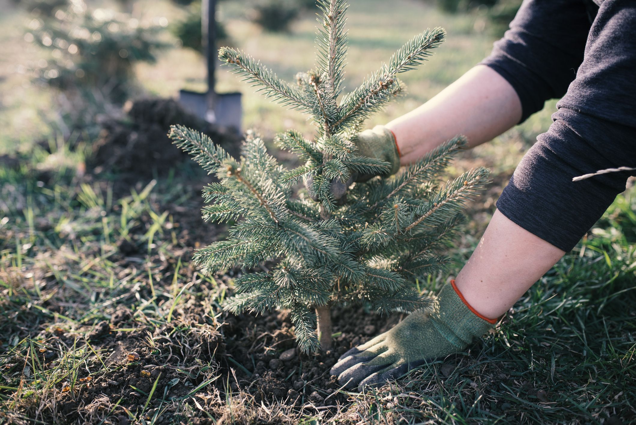 Weihnachtsbaum Nachhaltig Gestalten → Erfahren Sie, Was Wichtig Ist ...