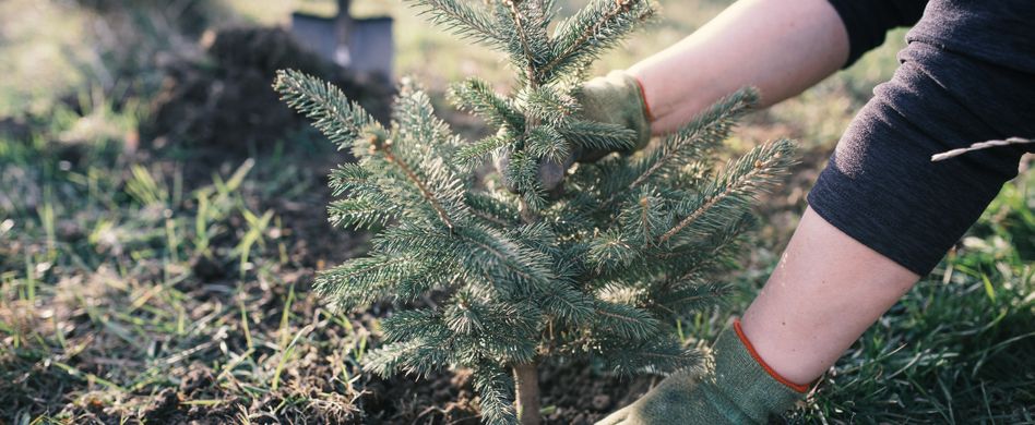 Tipps für einen nachhaltigen Weihnachtsbaum