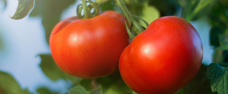 Tomaten ausgeizen: Wie geht das?