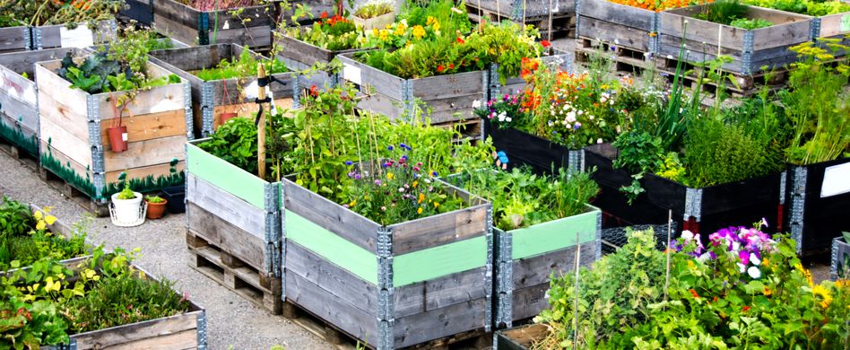 Urban Gardening: 5 tolle Ideen für Stadtgärtner