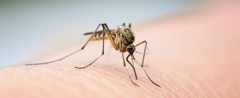 Vitamin B1 gegen Mücken: Funktioniert das?